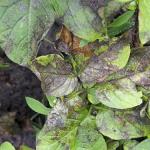 Cara merawat tanah terhadap penyakit busuk daun: fitur dan rekomendasi
